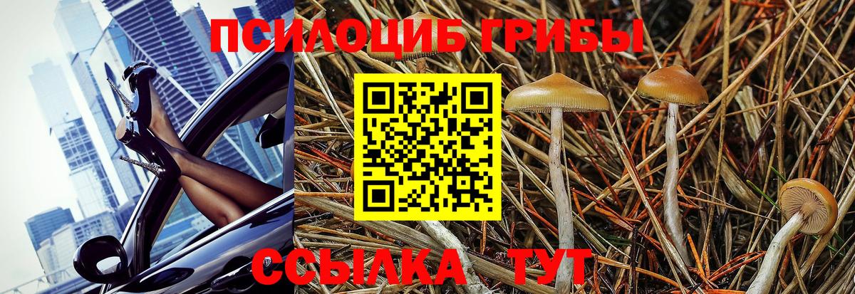 Будённовск  Галлюциногенные грибы Magic Shrooms  Вход с VPN 
